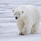 File:Polar Bear - Alaska.jpg