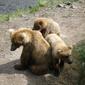 File:Katmai Sow and Cubs.JPG