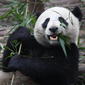 File:Giant Panda Eating.jpg